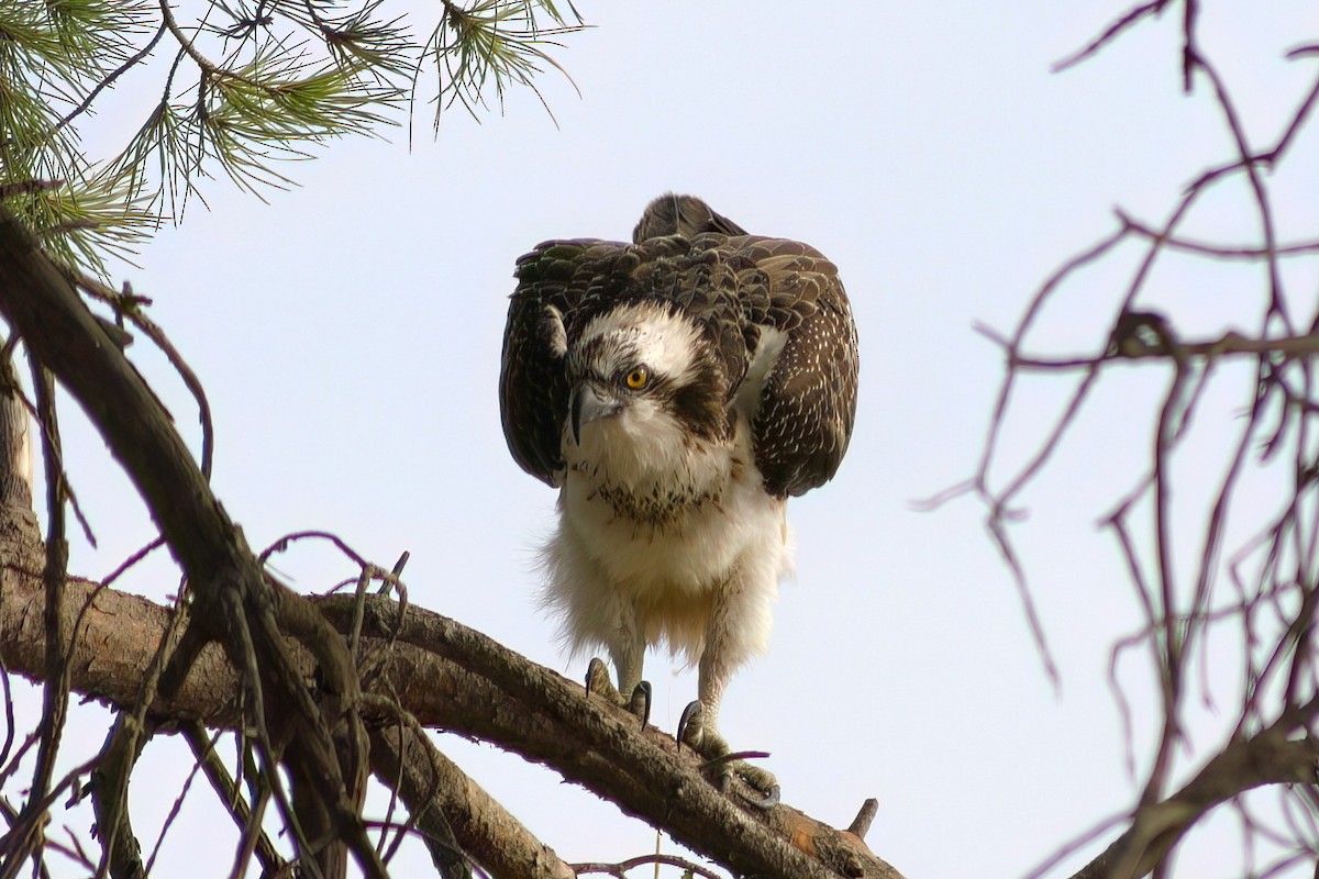 Osprey - ML647418651