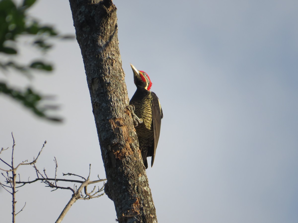Lineated Woodpecker - ML647418652