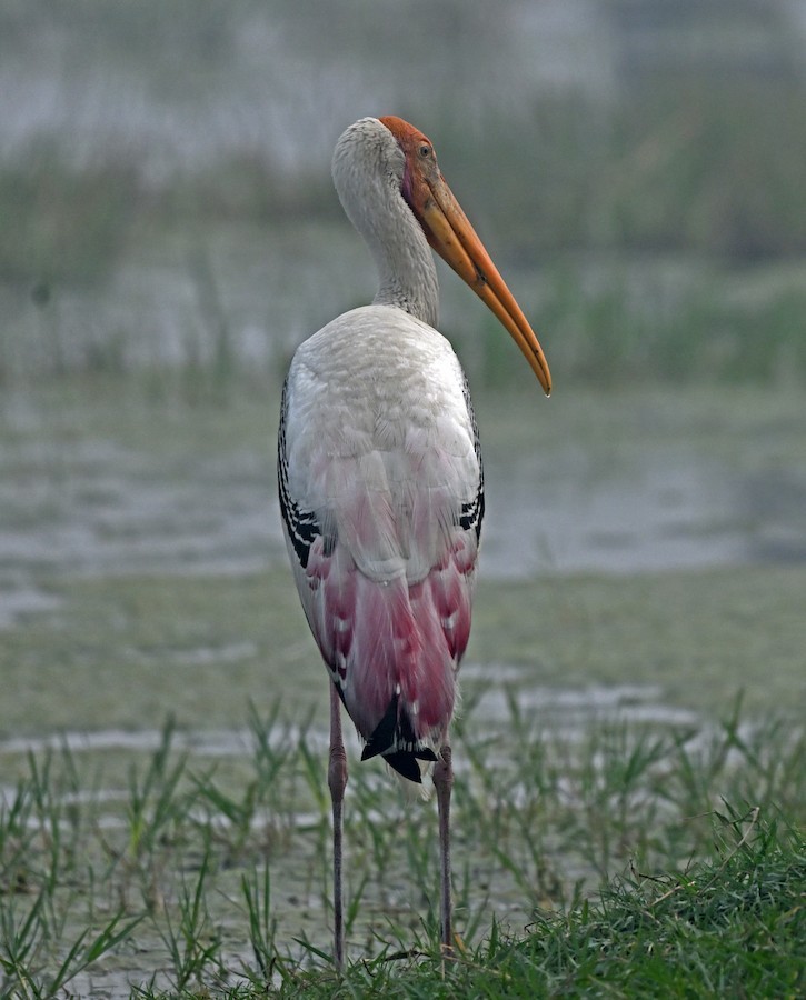 Painted Stork - ML647418653