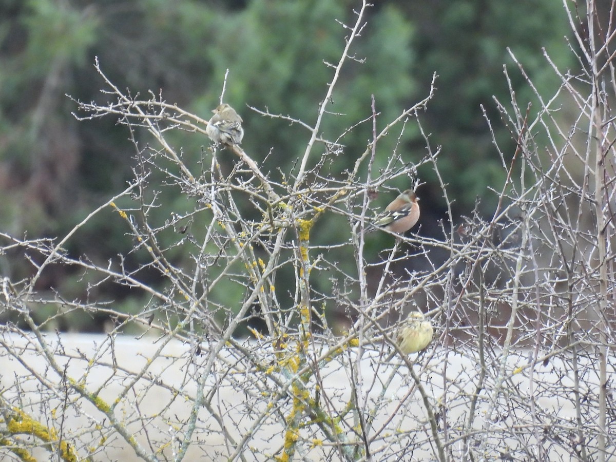 Common Chaffinch - ML647418654