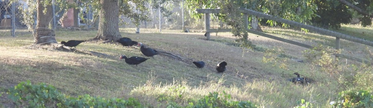 Muscovy Duck (Domestic type) - ML647418655