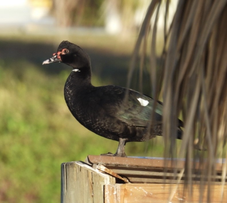 Muscovy Duck (Domestic type) - ML647418656