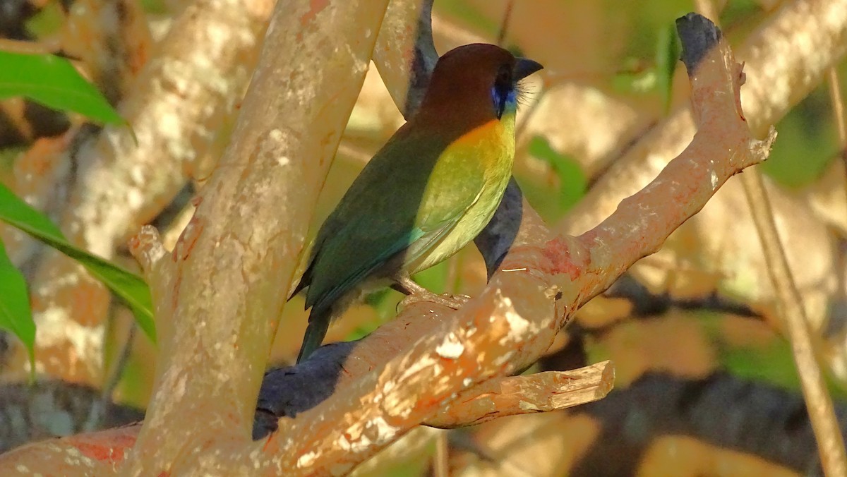 Russet-crowned Motmot - ML647418659
