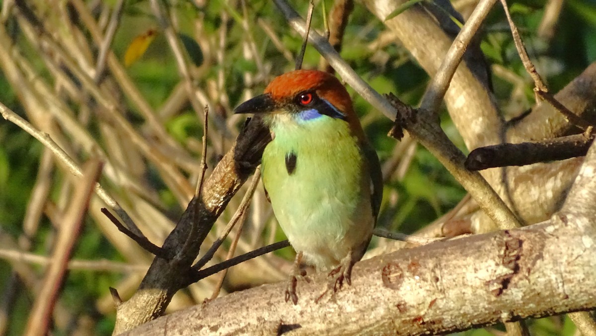 Russet-crowned Motmot - ML647418660
