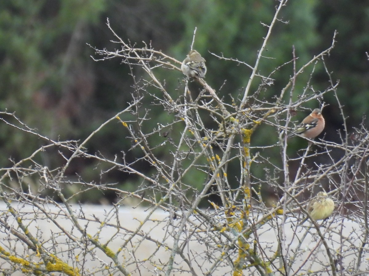 Common Chaffinch - ML647418661