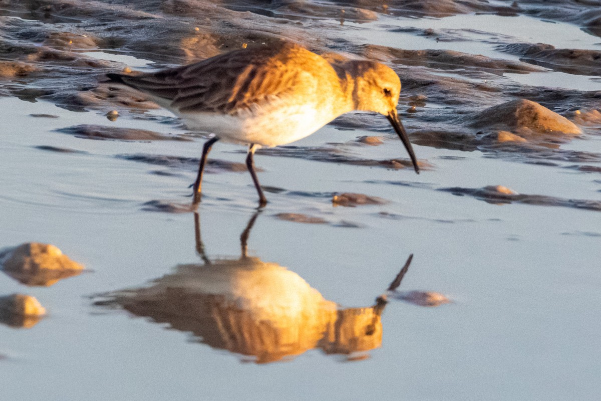 Dunlin - ML647418662