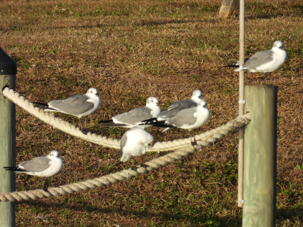Laughing Gull - ML647418663