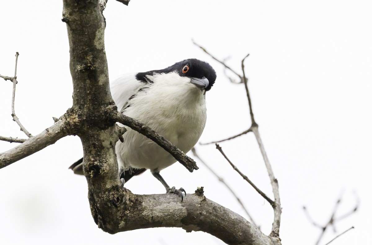 Black-backed Puffback - ML647418664
