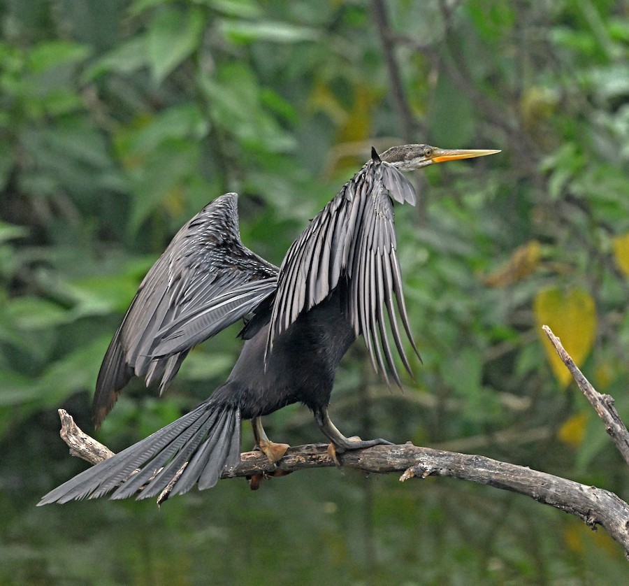Oriental Darter - ML647418667