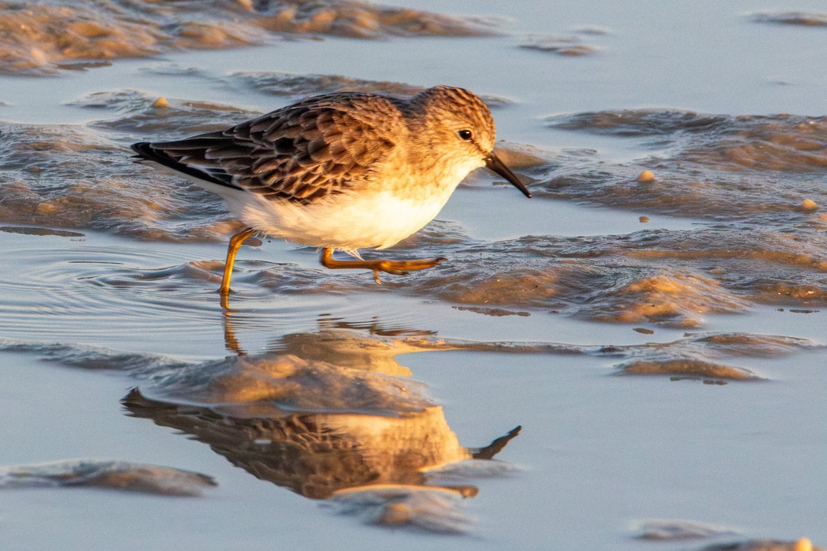 Least Sandpiper - ML647418668