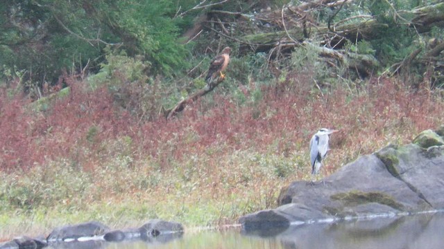 Northern Harrier - ML647418673