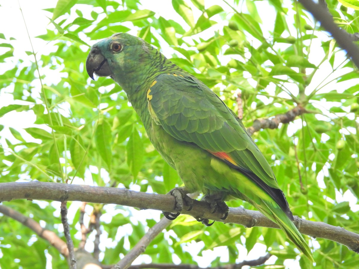 Turquoise-fronted Amazon - ML647418680