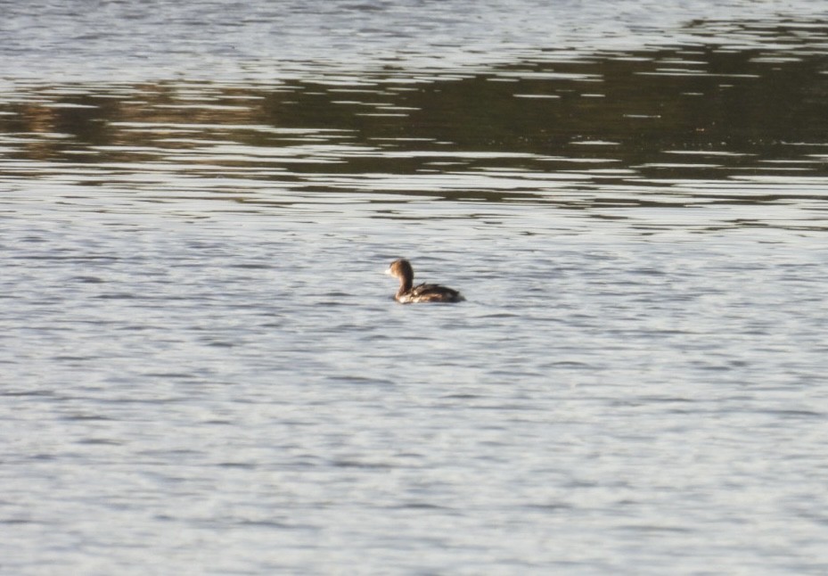 Pied-billed Grebe - ML647418682