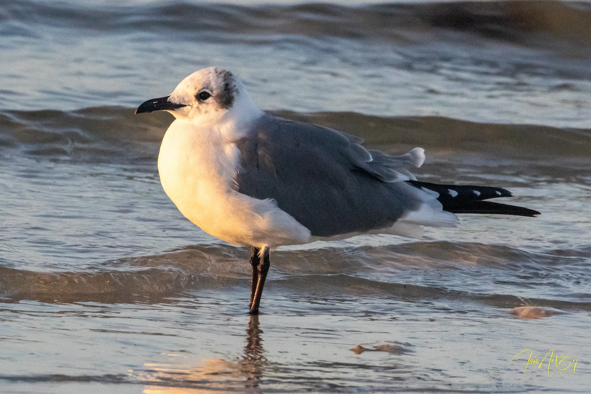 Laughing Gull - ML647418684