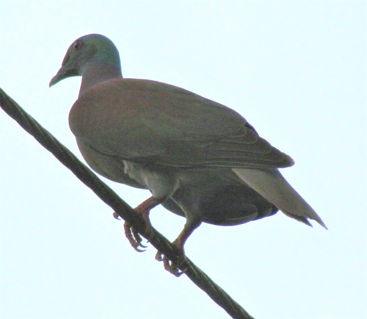 Pale-vented Pigeon - ML647418685