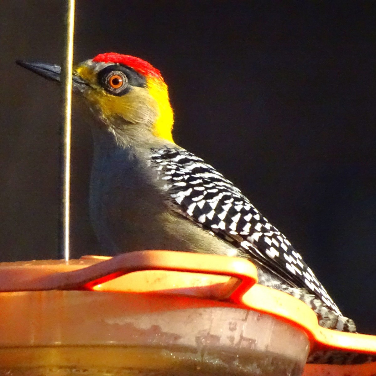 Golden-cheeked Woodpecker - ML647418687