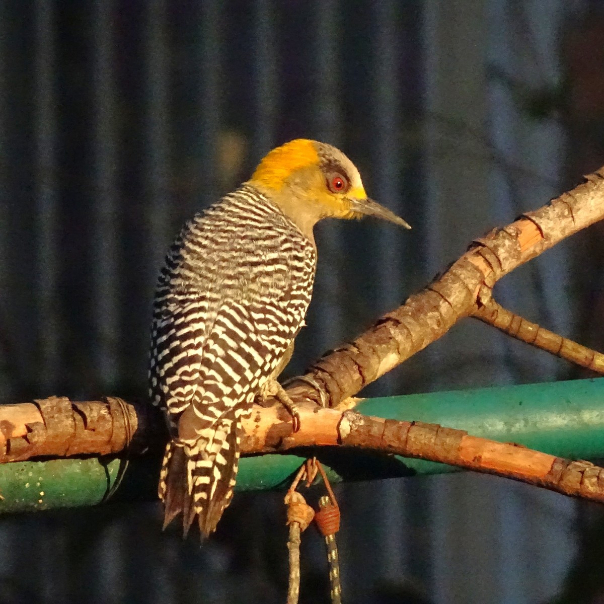 Golden-cheeked Woodpecker - ML647418688