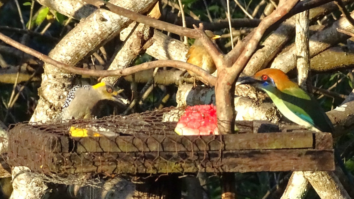 Golden-cheeked Woodpecker - ML647418689