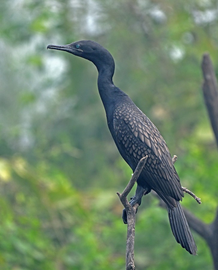 Indian Cormorant - ML647418690