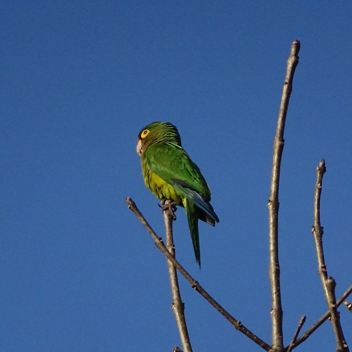 Orange-fronted Parakeet - ML647418699