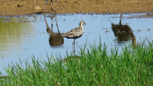 Urre-txirri siberiarra - ML647418704