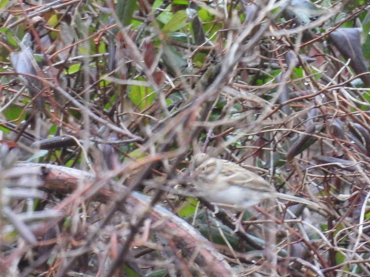 Fahlammer - ML647418710