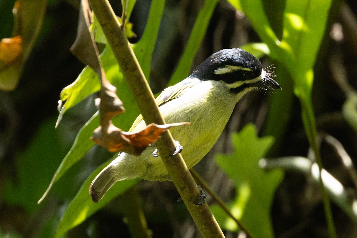 Yellow-rumped Tinkerbird - ML647418715