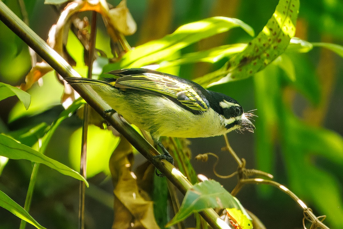 Yellow-rumped Tinkerbird - ML647418716