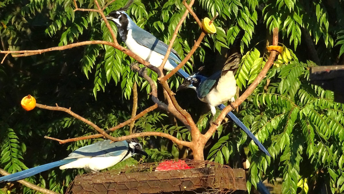 Black-throated Magpie-Jay - ML647418717