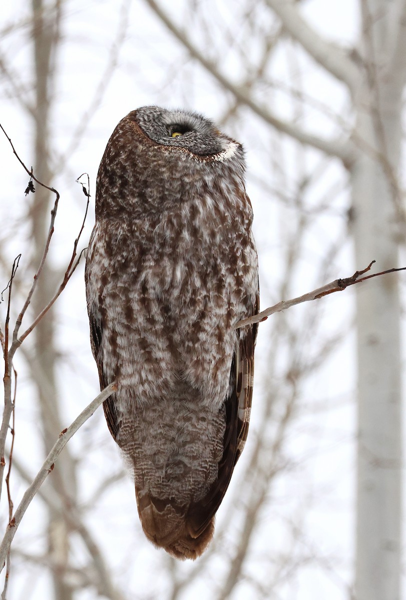 Great Gray Owl - ML647418719