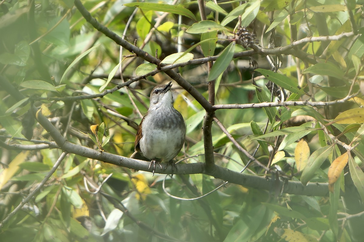 Bamboo Warbler - ML647418720
