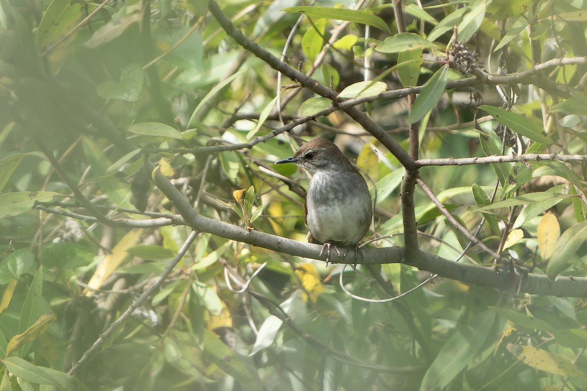 Bamboo Warbler - ML647418721