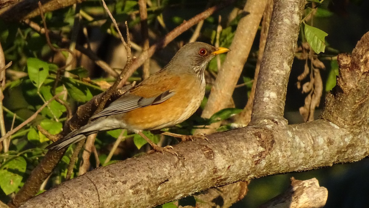 Rufous-backed Robin - ML647418723