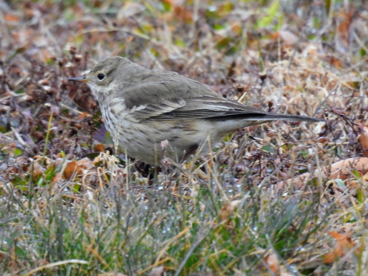 Amerikapieper - ML647418730