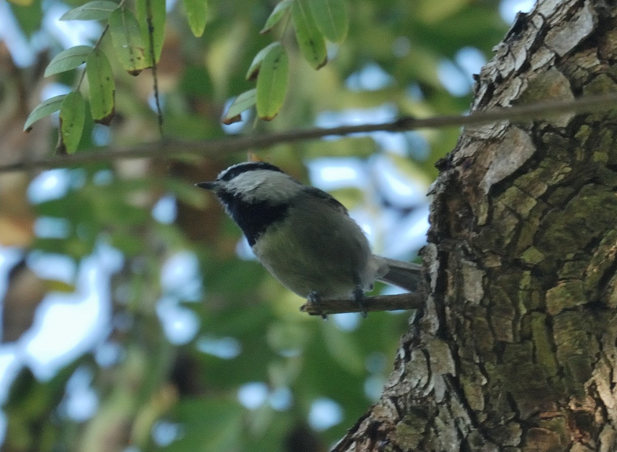 Carbonero Montañés - ML647418731