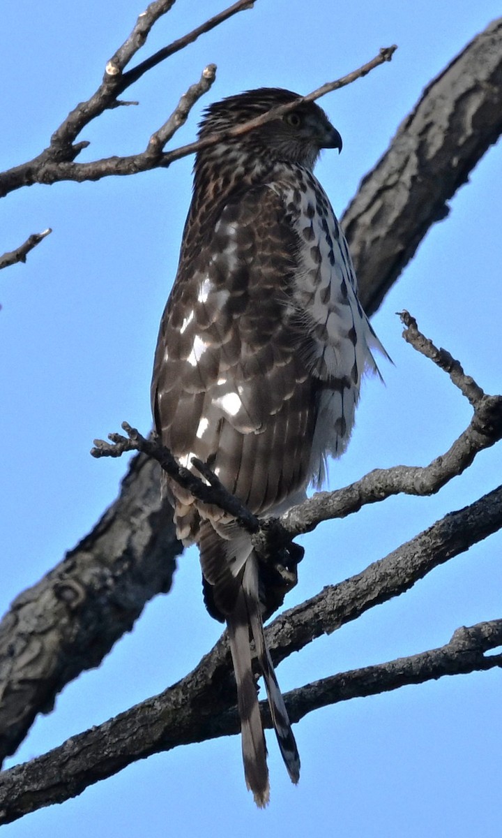 Gavilán de Cooper - ML647418733