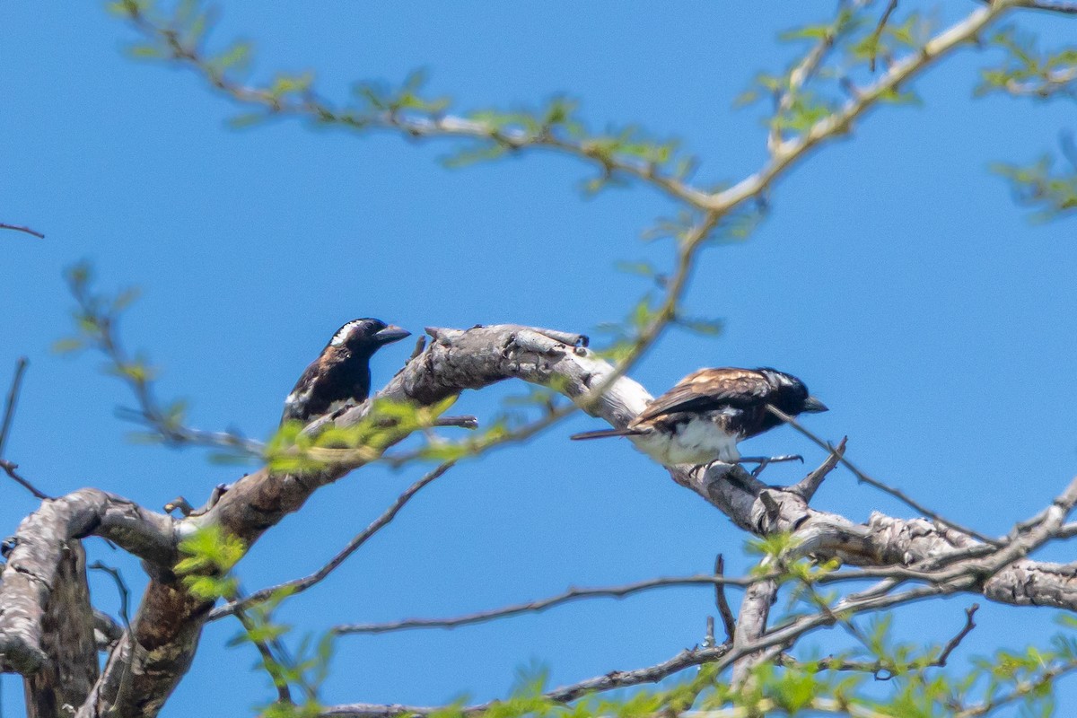 White-eared Barbet - ML647418734