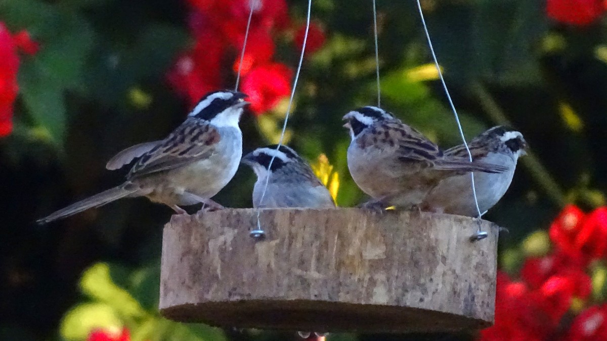 Stripe-headed Sparrow - ML647418735