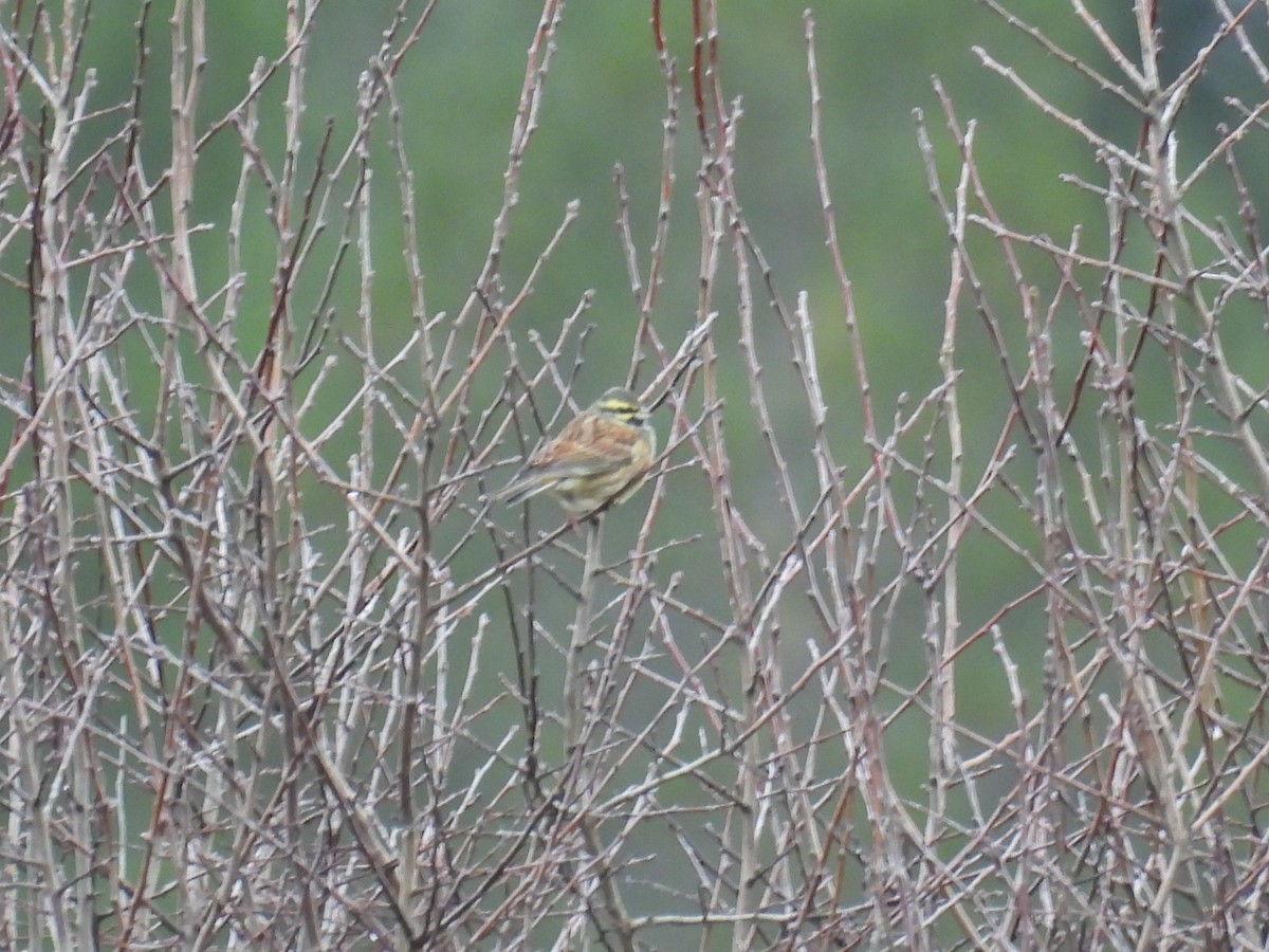 Hesi-berdantza - ML647418736