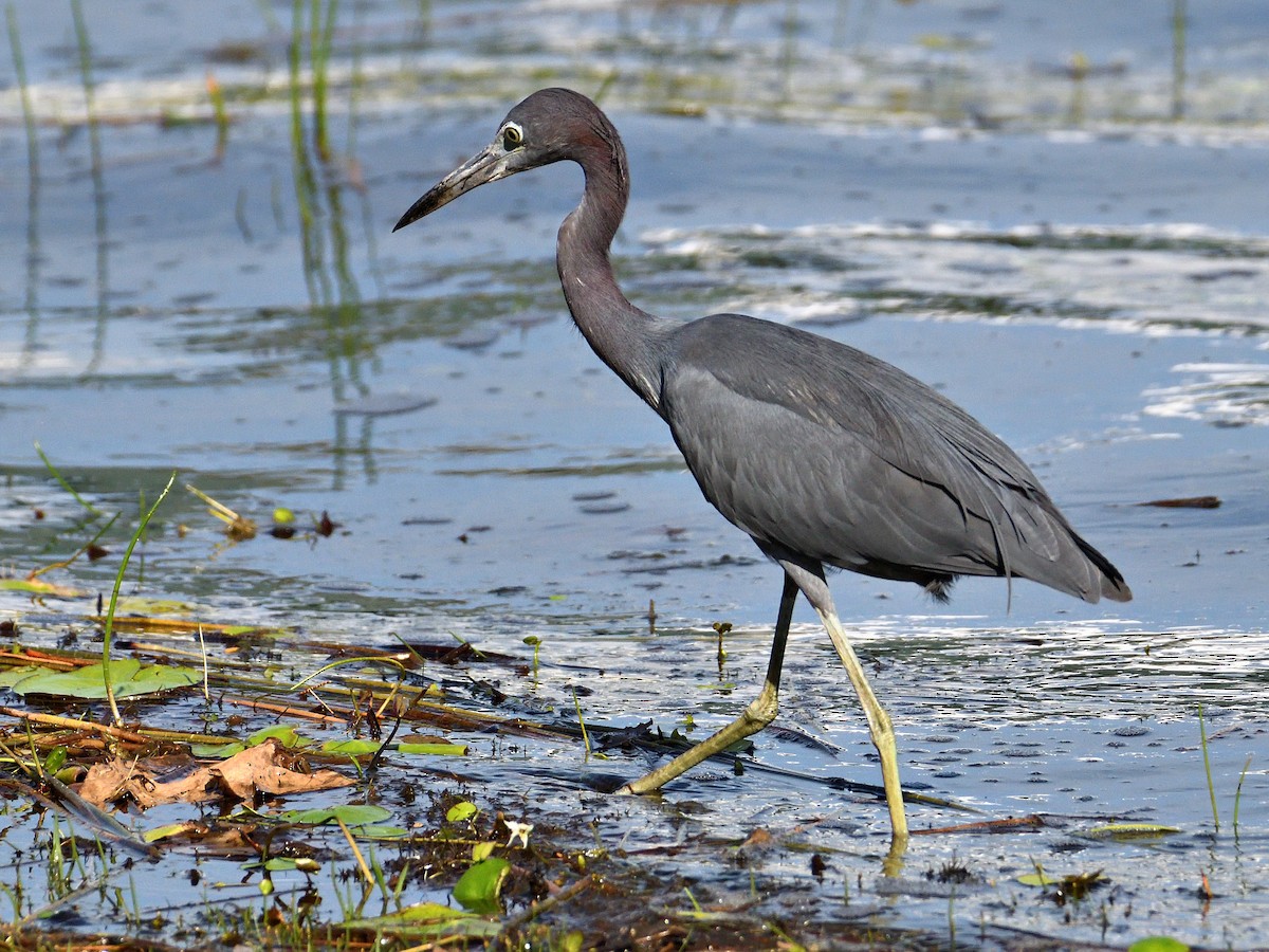 Koartzatxo urdina - ML647418737