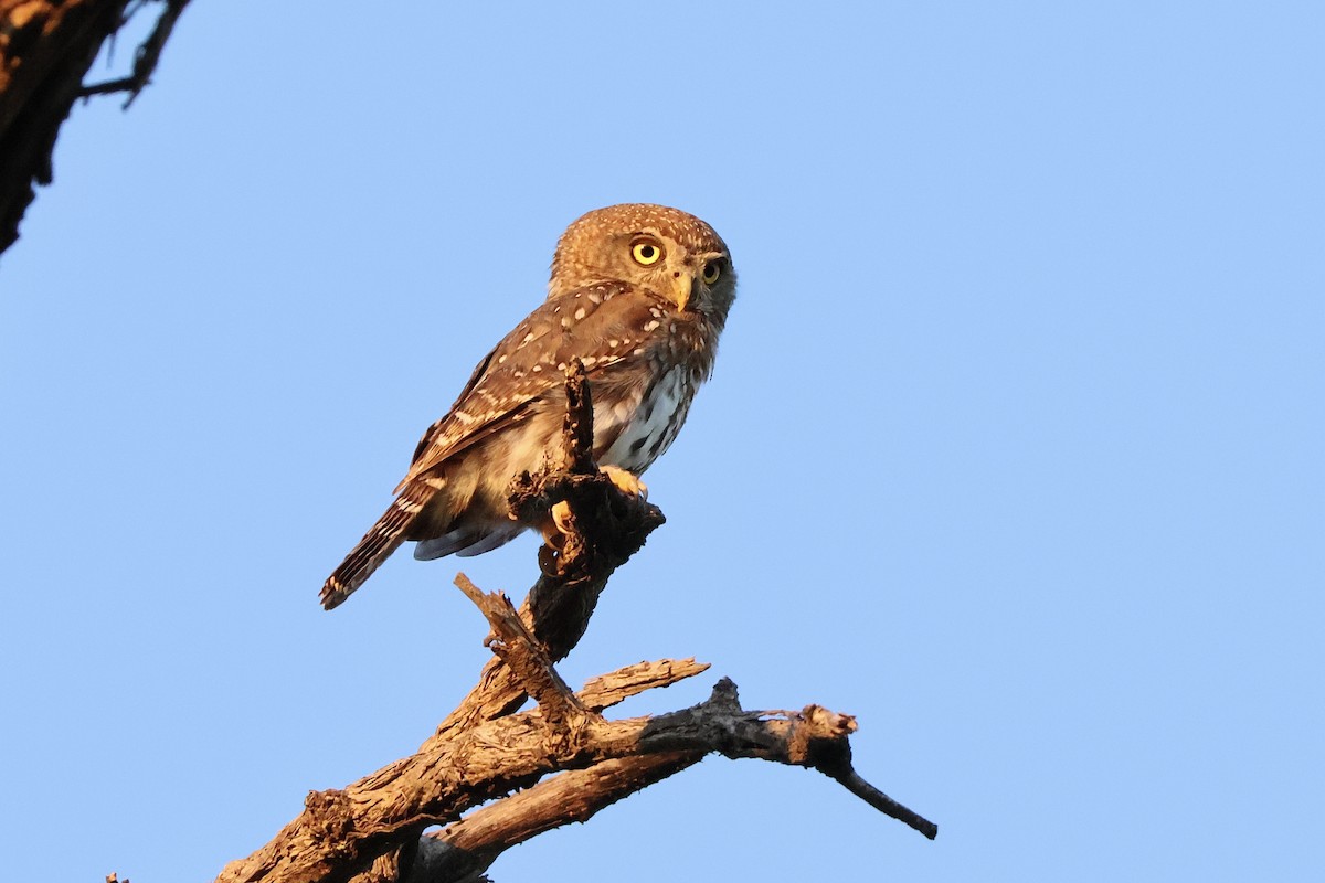 Pearl-spotted Owlet - ML647418738
