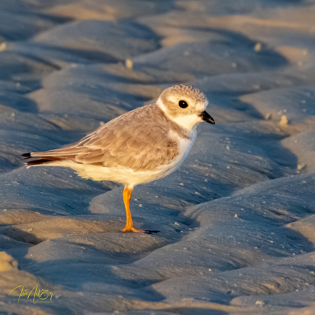 Piping Plover - ML647418739