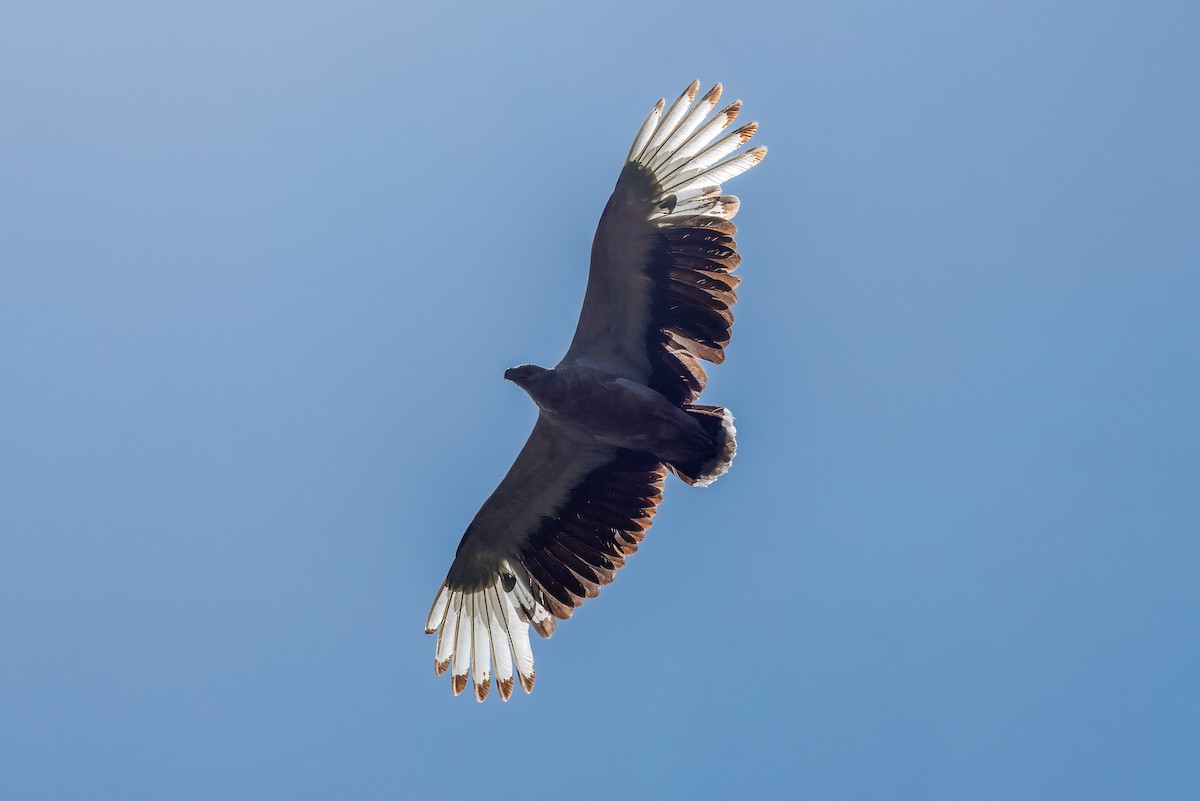 Palm-nut Vulture - ML647418740