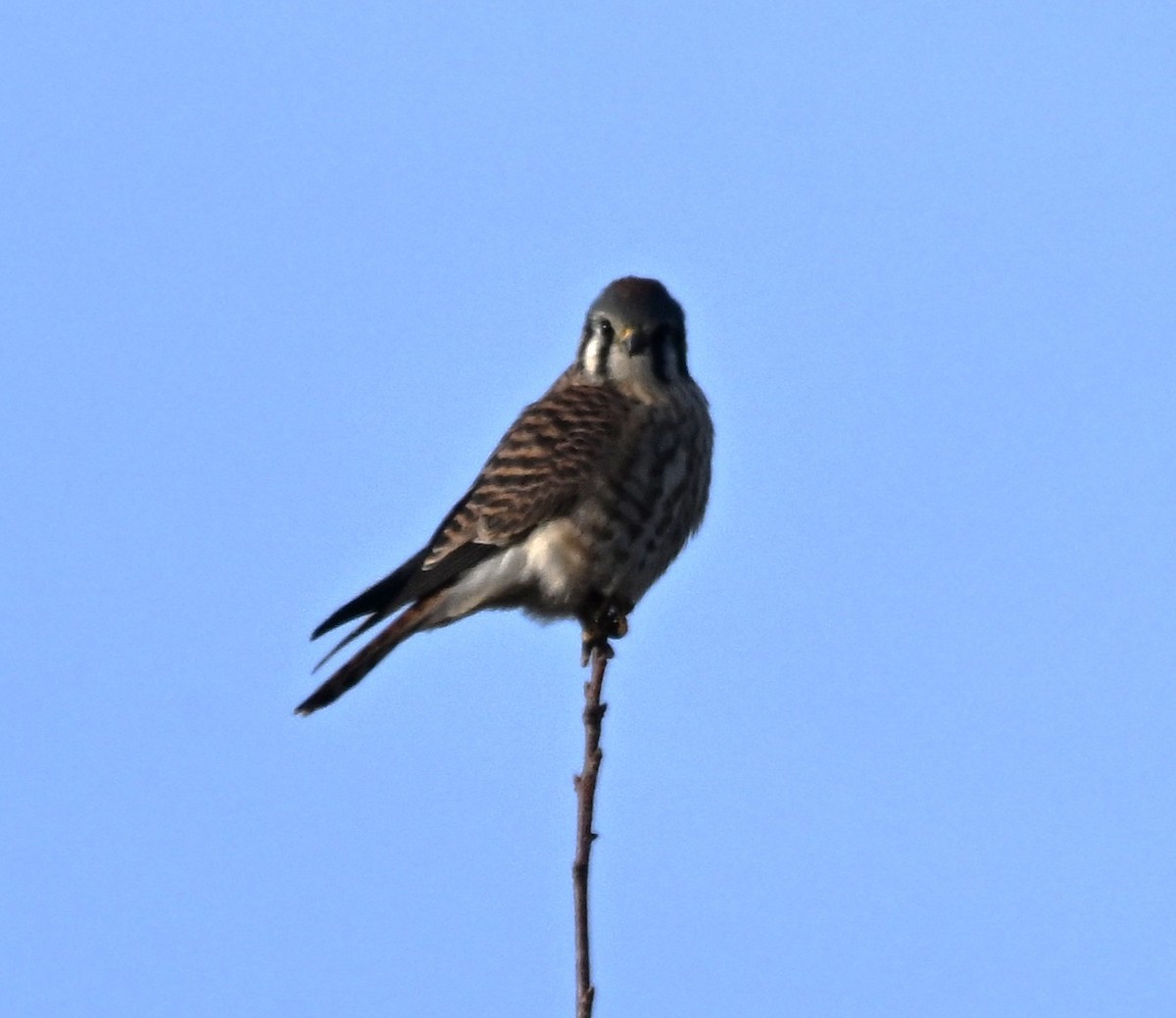 Belatz amerikarra - ML647418741