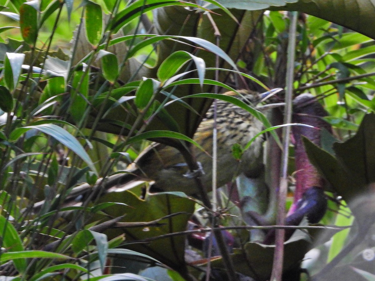 Streak-headed Antbird - ML647418742