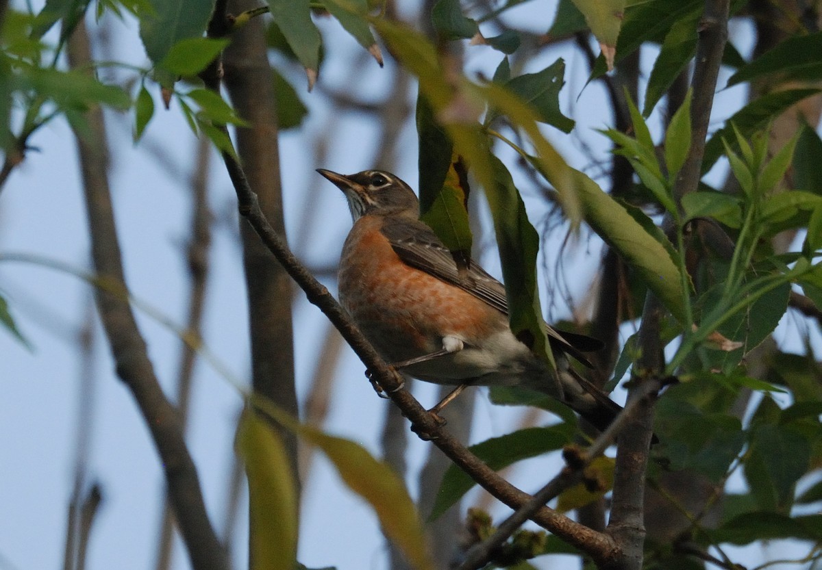 Zozo papargorria - ML647418743