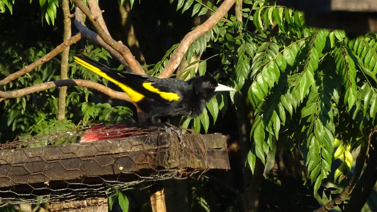 Yellow-winged Cacique - ML647418744