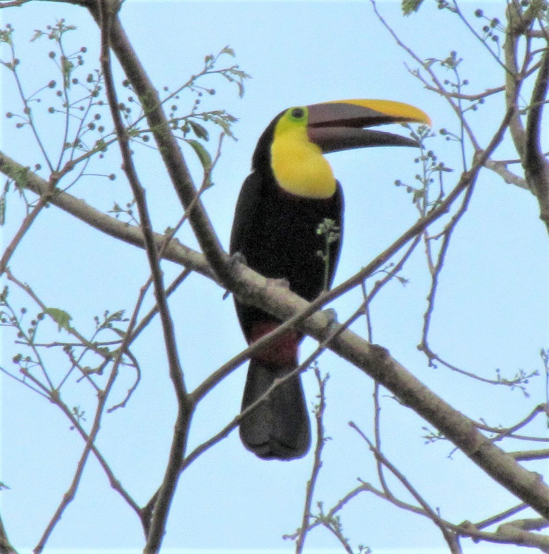 Yellow-throated Toucan - ML647418746
