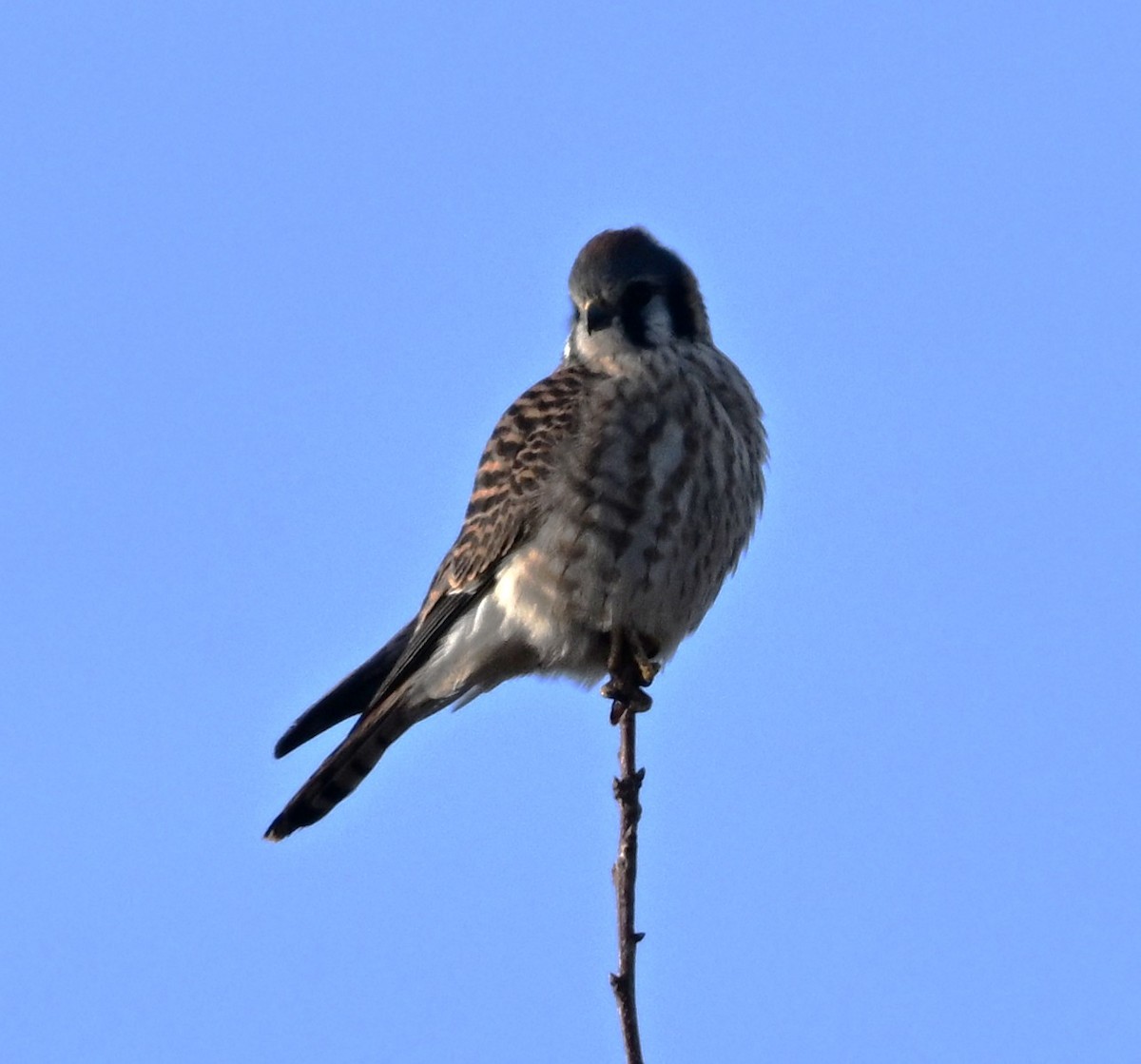 Belatz amerikarra - ML647418747