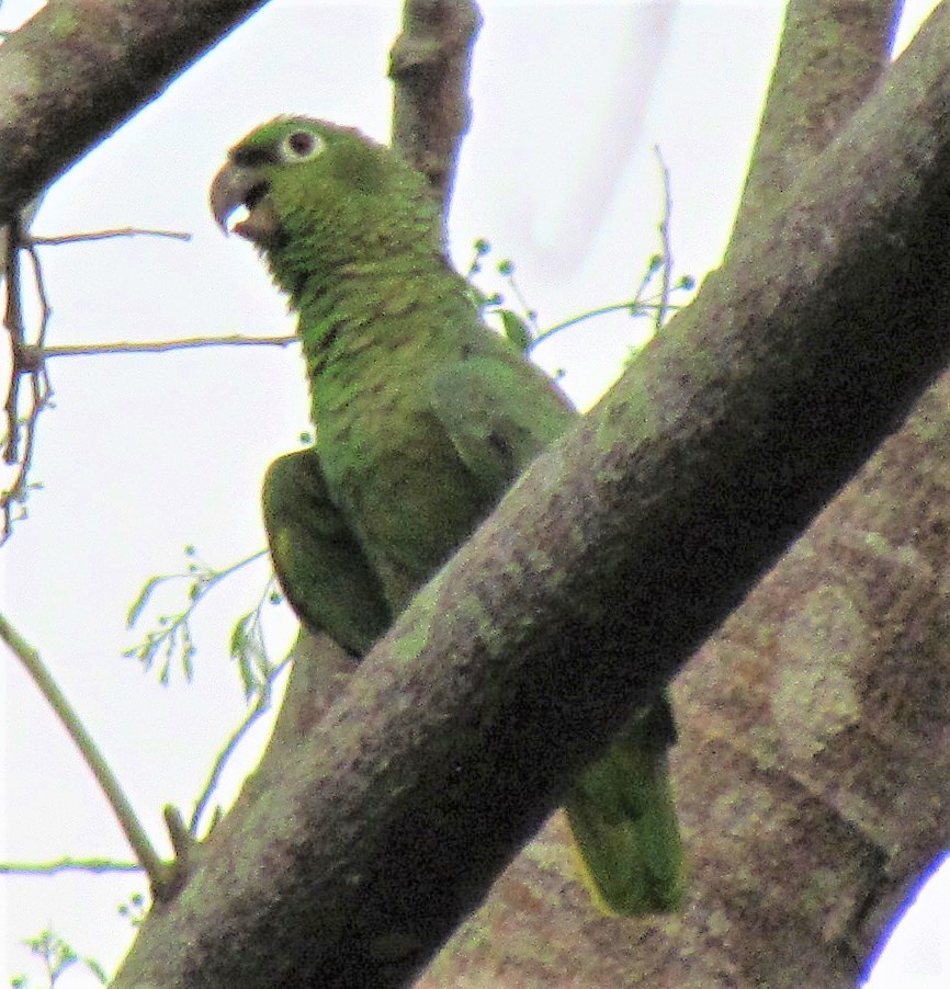 Mealy Amazon - ML647418749